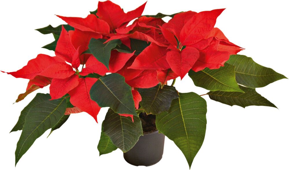 Joulutähti M monilatvainen punainen