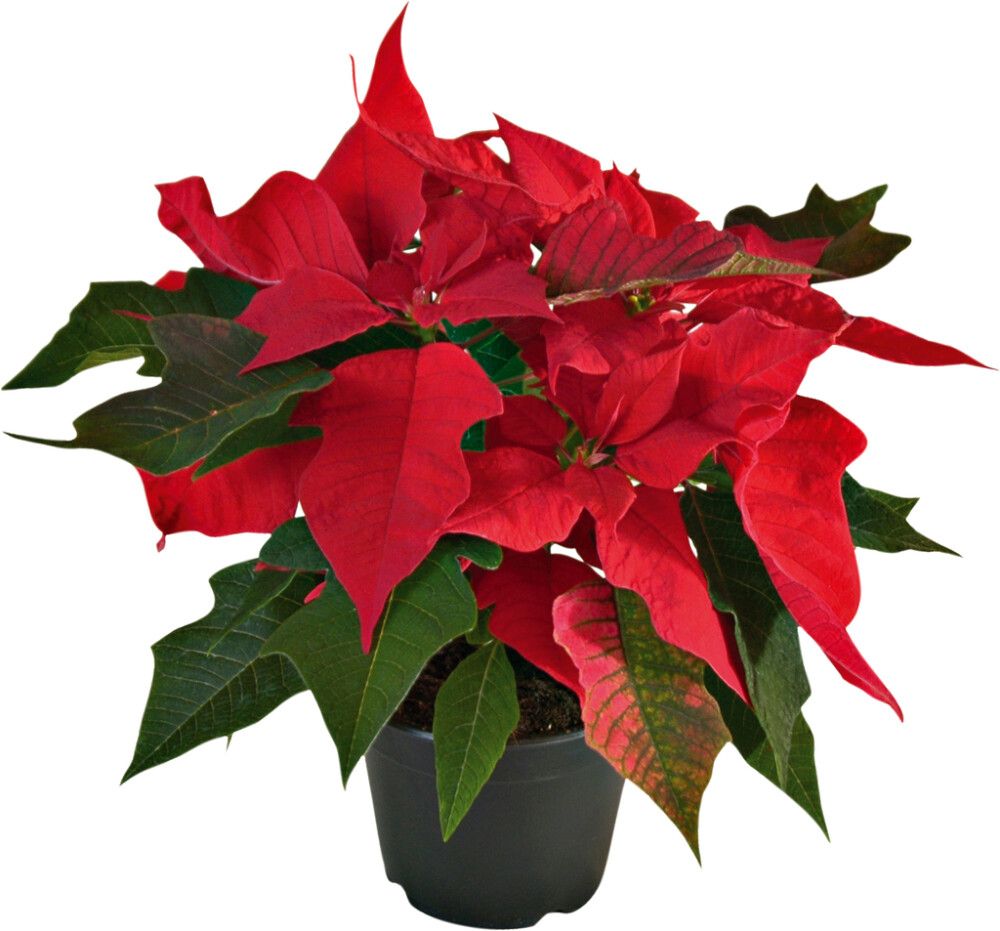 Joulutähti Kotimainen P10 punainen