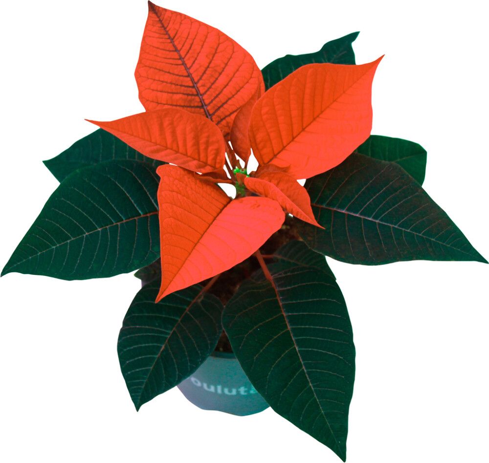 Joulutähti yksilatvainen punainen P10