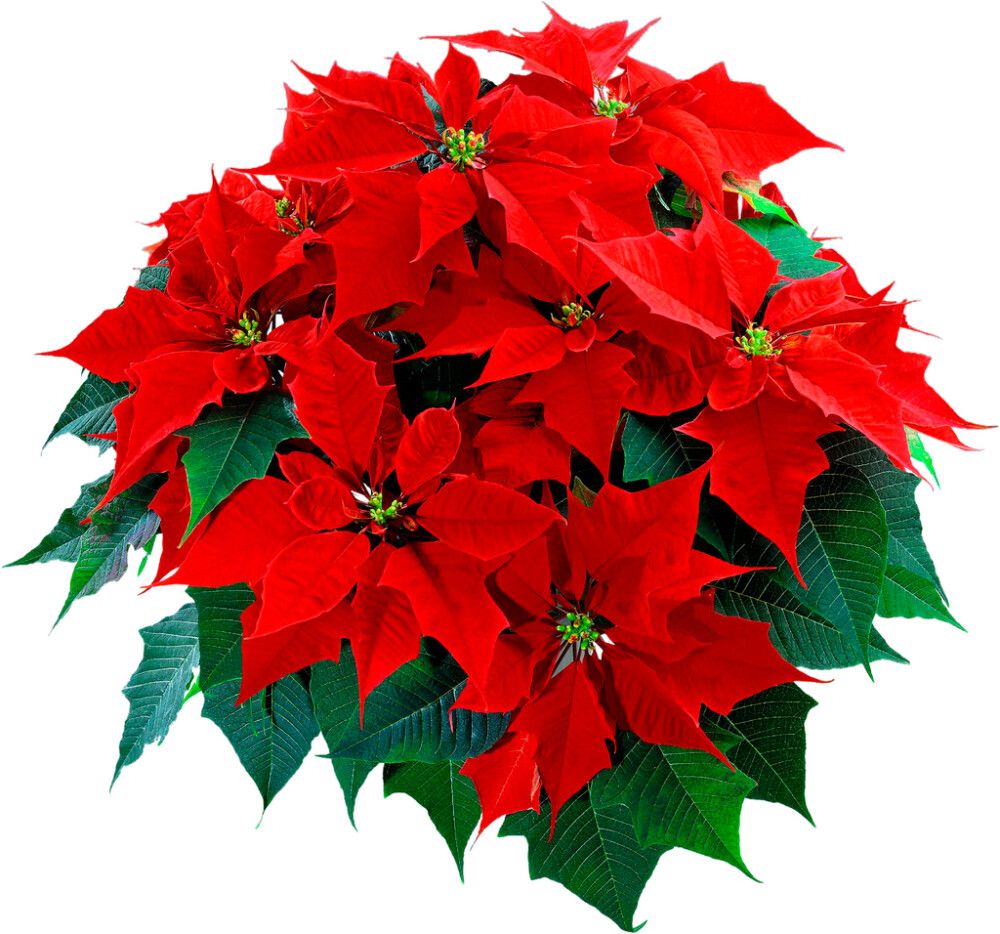 Joulutähti monilatvainen XL punainen