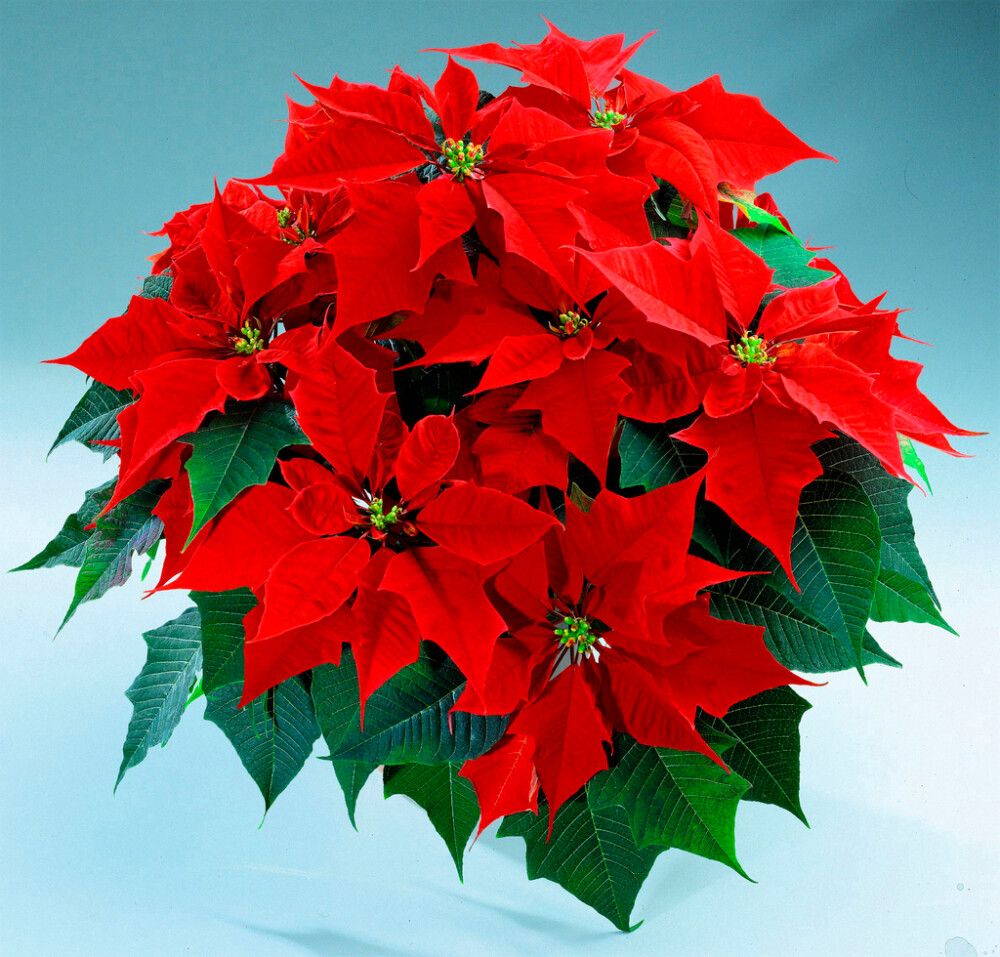 Joulutähti monilatvainen XL punainen