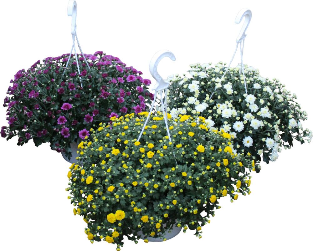 Amppelikrysanteemi P20 Kotimainen