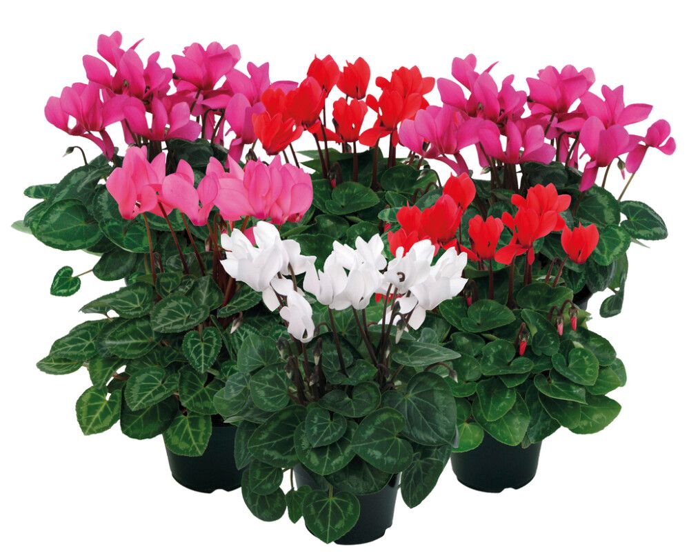 Minisyklaami Kotimainen P10