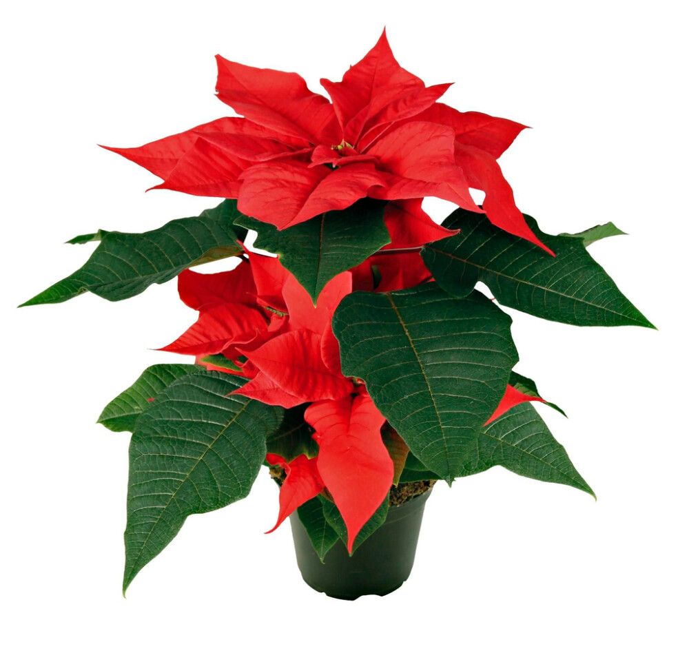 Joulutähti punainen P11 Kotimainen