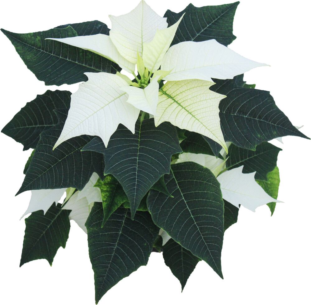 Joulutähti valkoinen P11 Kotimainen