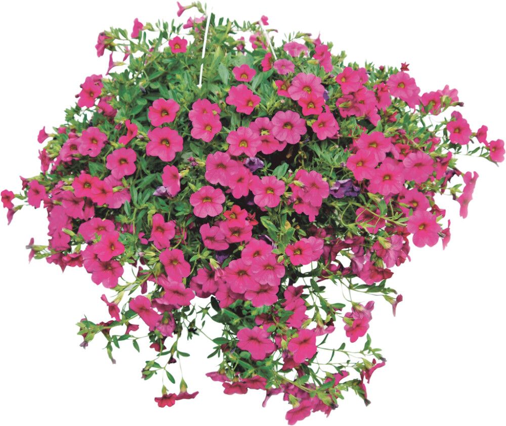 Kesäkukka-amppeli Kotimainen P23