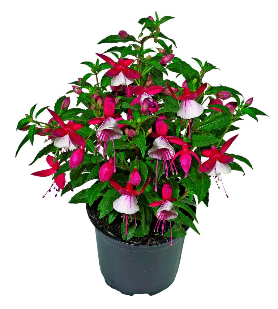 Verenpisara Fuchsia Kotimainen P12