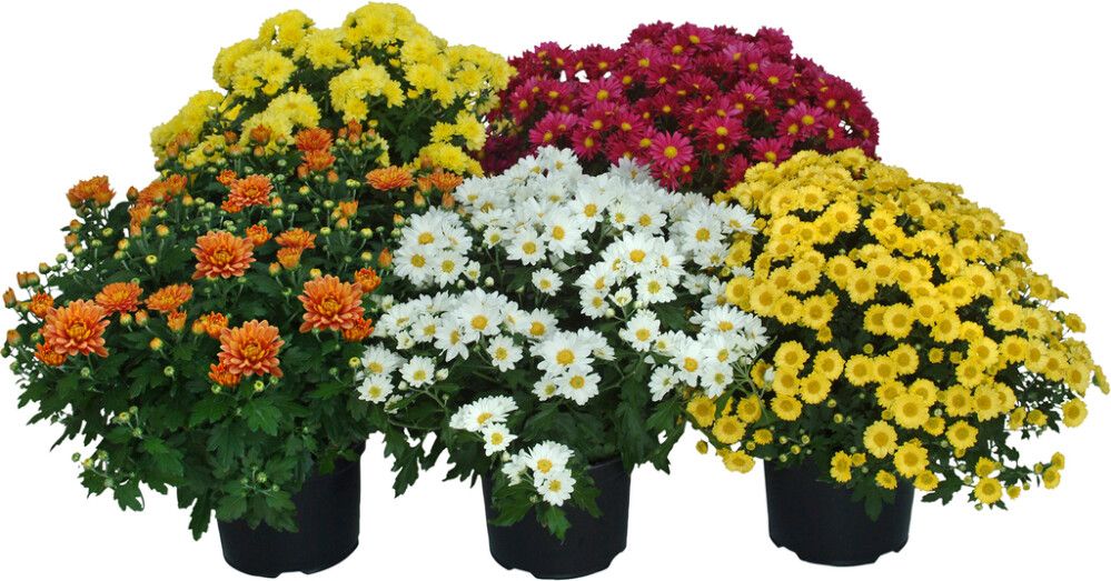 Pallokrysanteemi P15