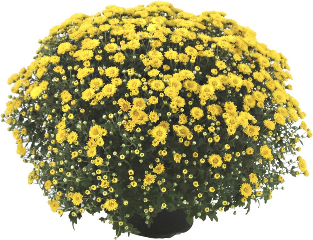 Pallokrysanteemi P15