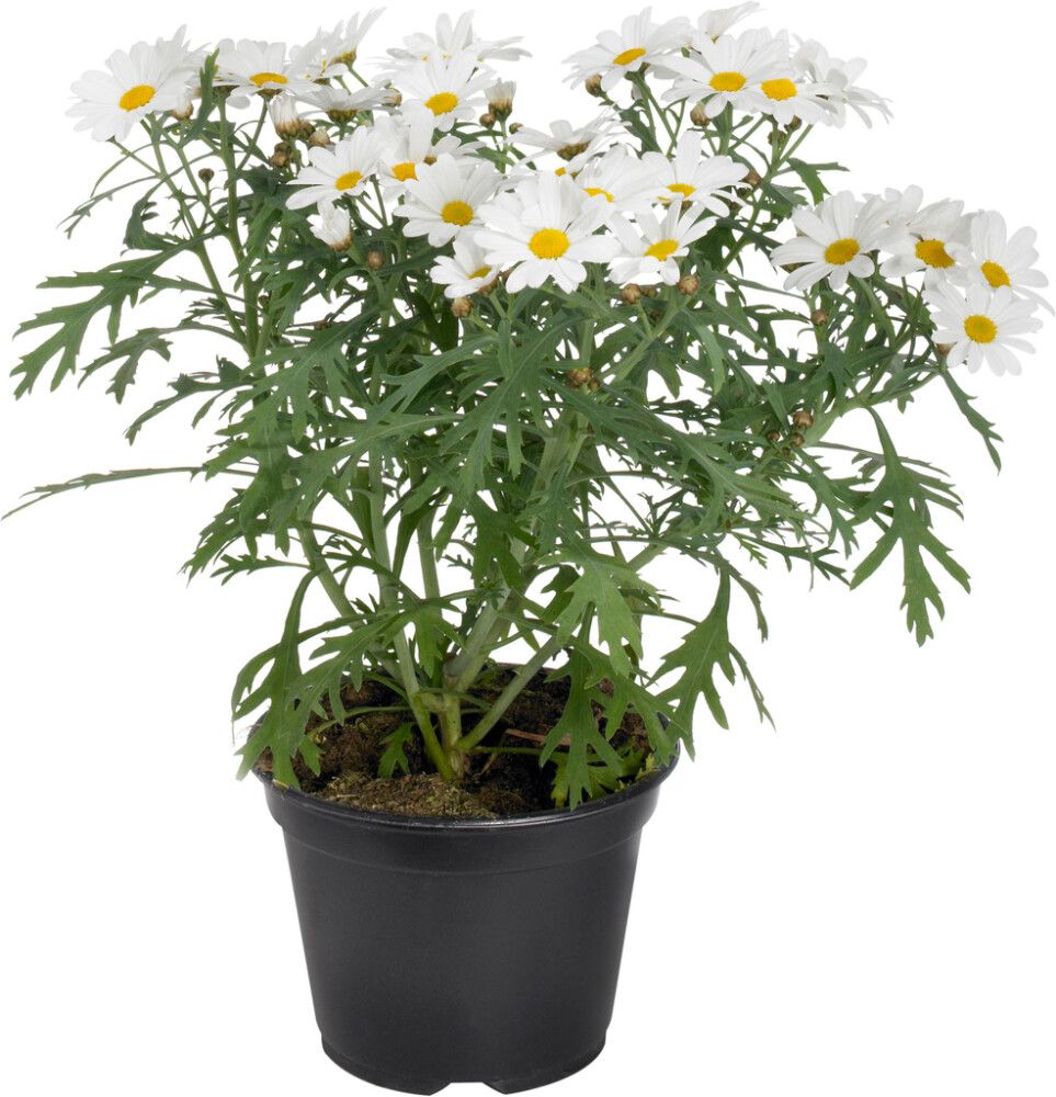 Marketta Argyranthemum valkoinen Kotimainen P12