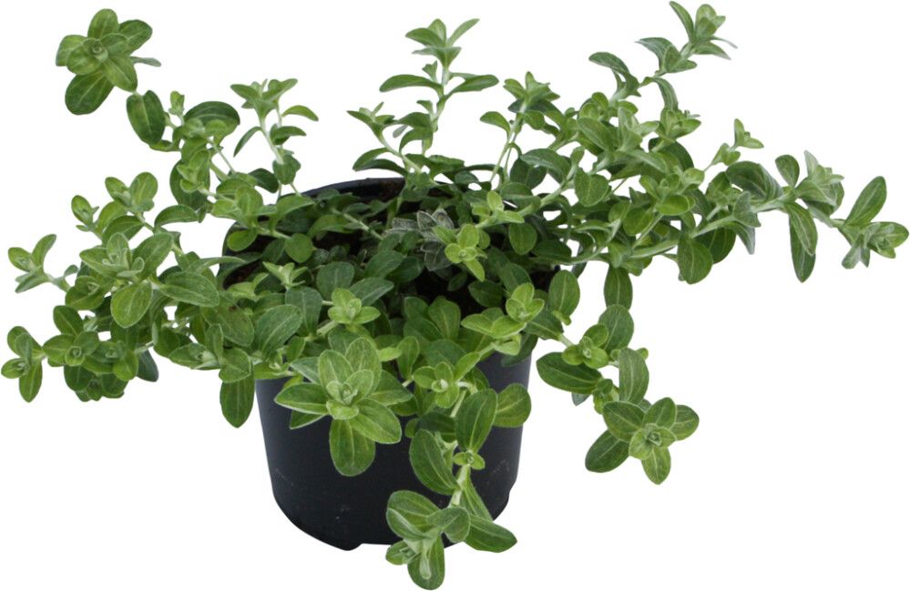 Hopeakäpälä Gnaphalium Lanatum P10