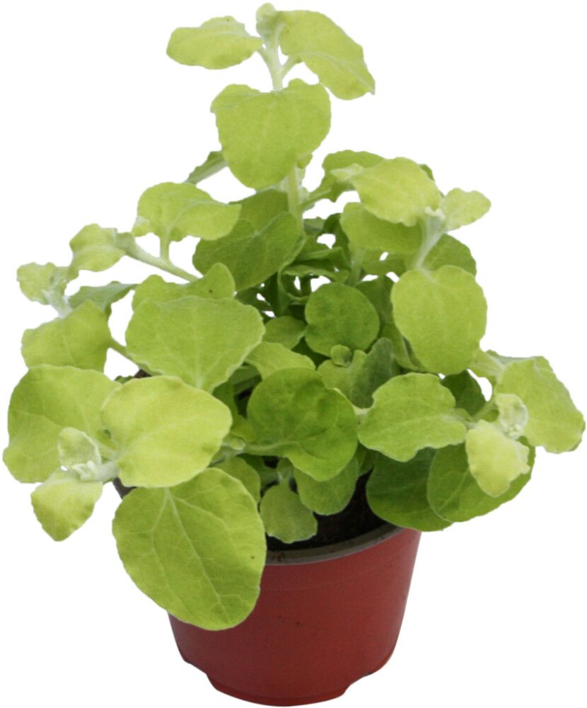 Hopeakäpälä Gnaphalium Lanatum P10