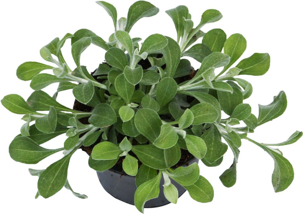 Hopeakäpälä Gnaphalium Lanatum P10