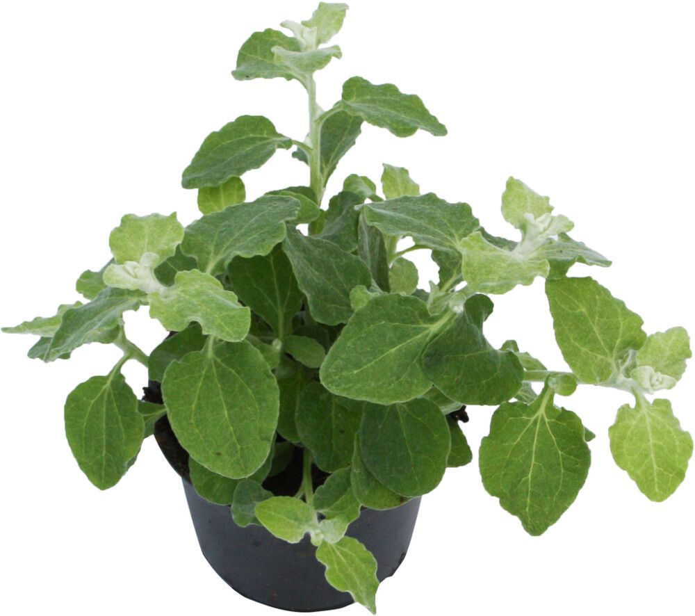 Hopeakäpälä Gnaphalium Lanatum P10