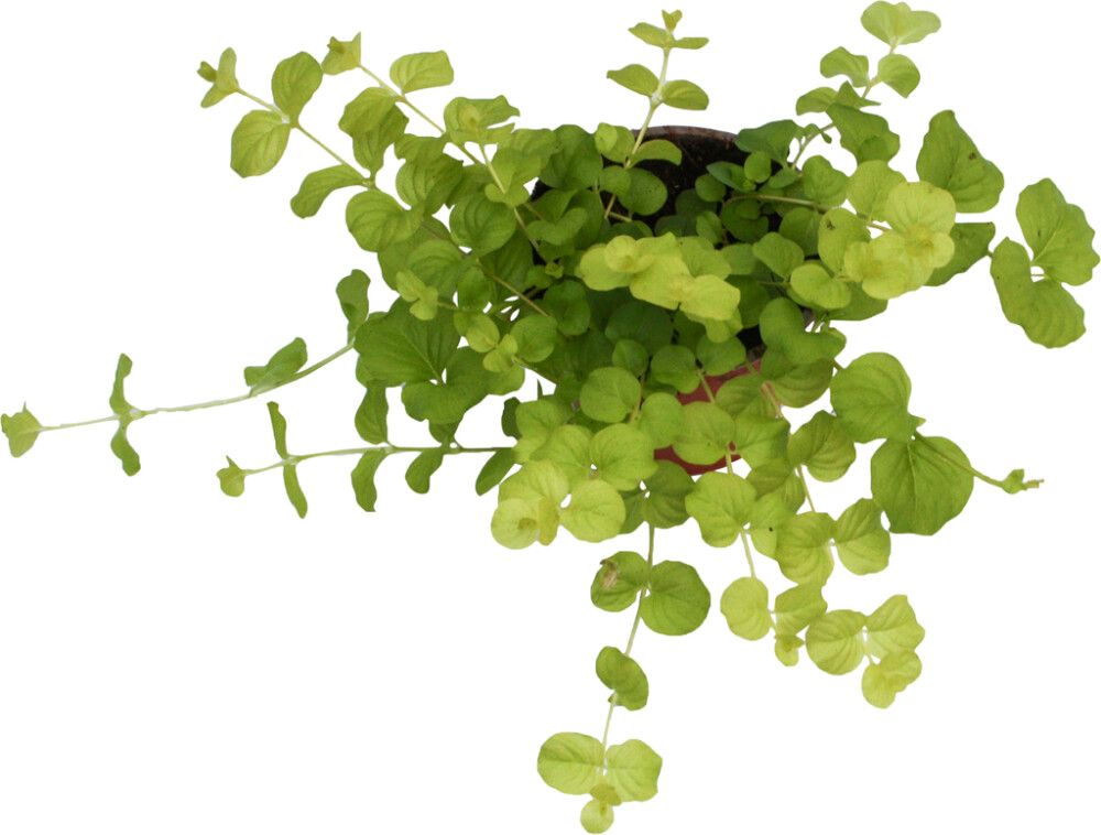 Suikeroalpi Lycimachia Nummularia P10