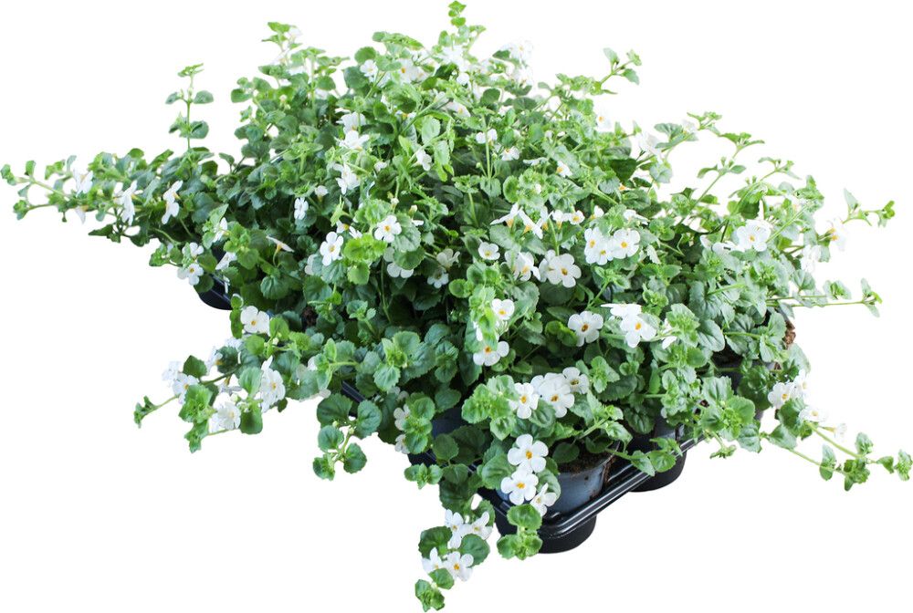 Lumihiutale Sutera Cordata Kotimainen P11