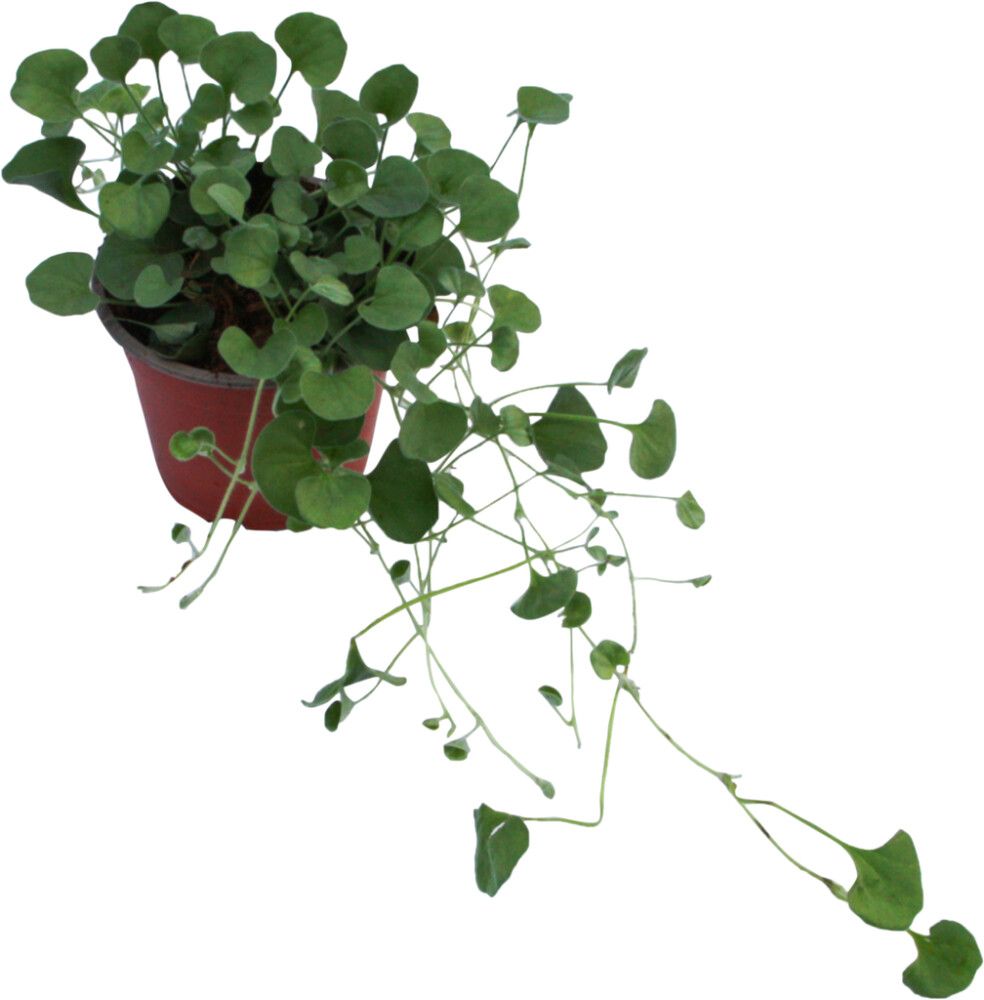Hopeaputous Dichondra Argentea P10