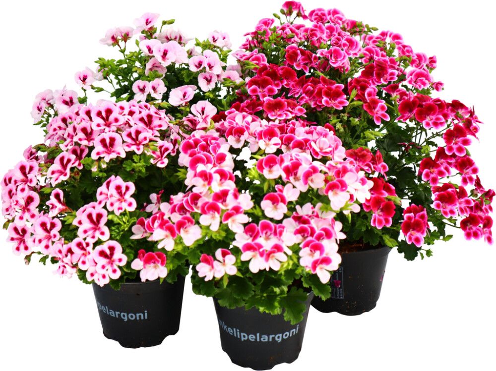 Enkelinsilmäpelargoni Kotimainen P12