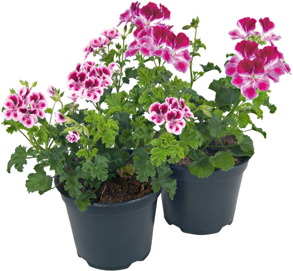 Enkelinsilmäpelargoni Kotimainen P12