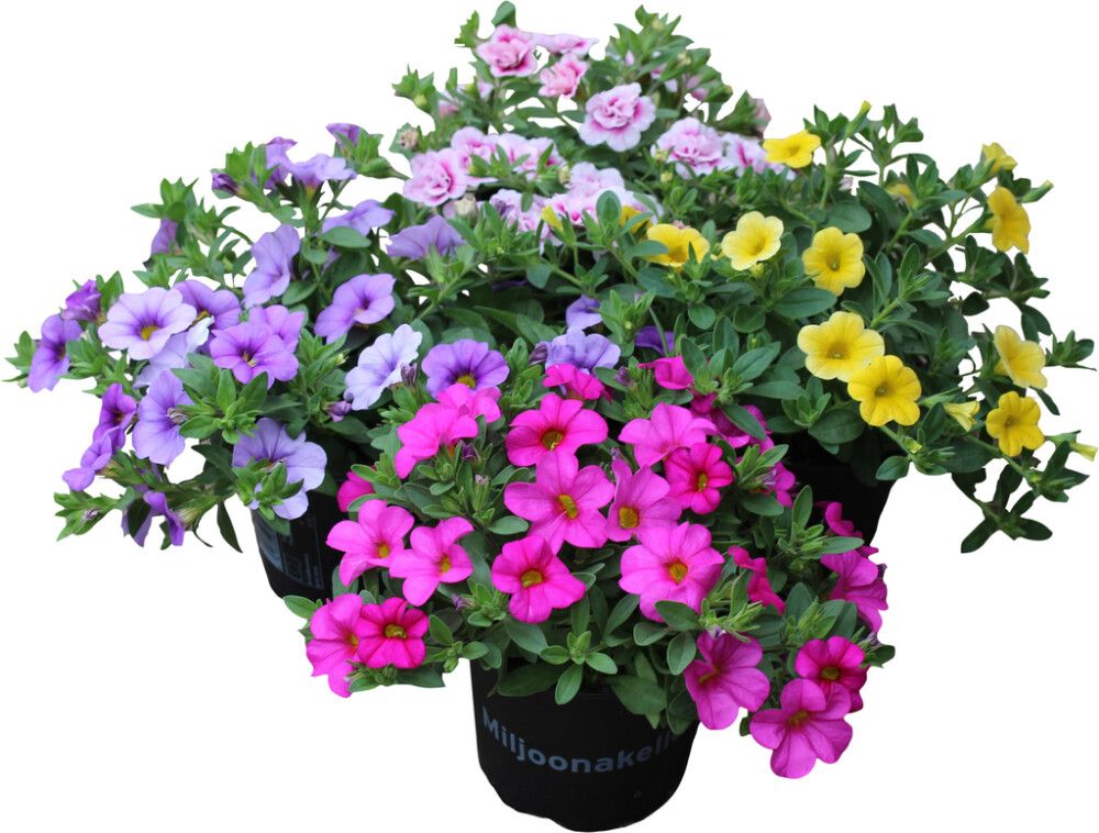Pikkupetunia Calibrachoa Million Bells Kotimainen P11