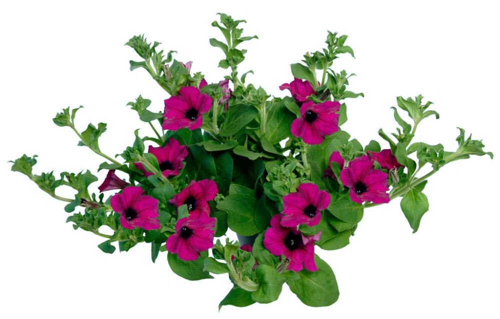 Surfinia Kotimainen P11