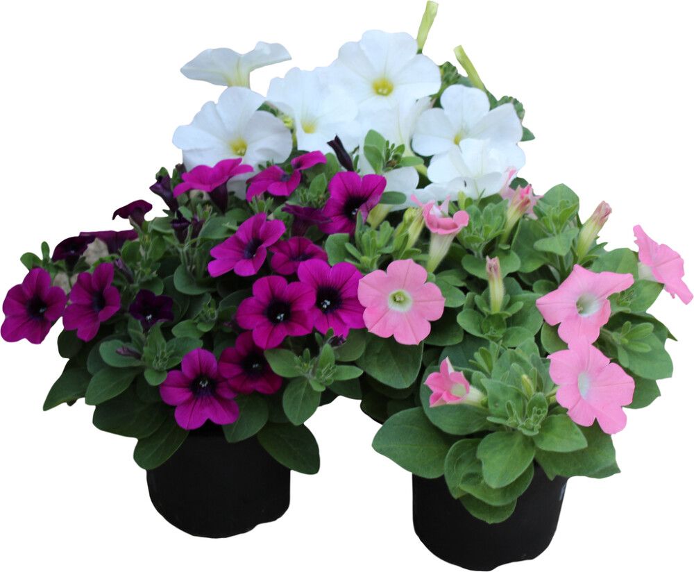 Surfinia Kotimainen P11