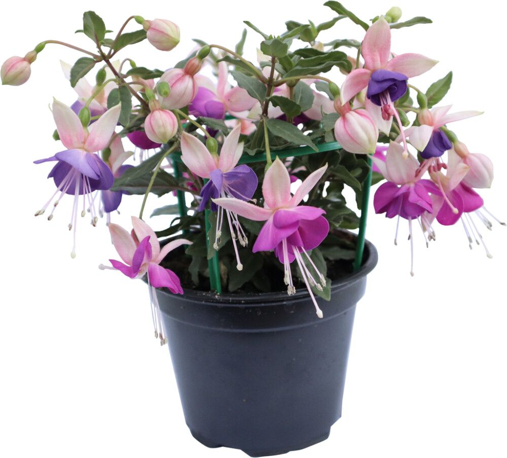 Riippaverenpisara Kotimainen P12