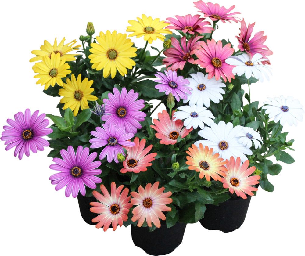 Tähtisilmä Osteospermum P11