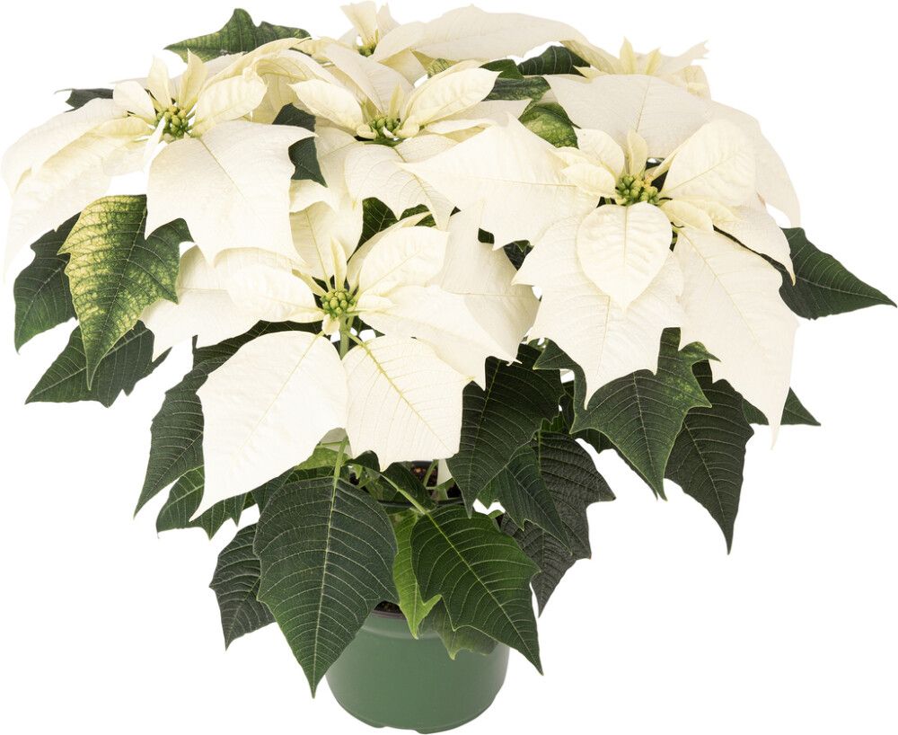 Joulutähti monilatvainen XL valkoinen