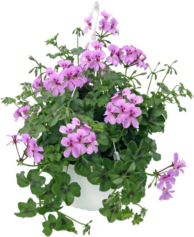 Pelargoni amppeli Kotimainen P23