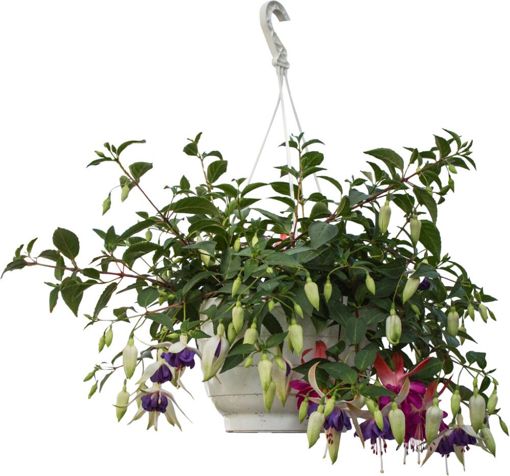 Verenpisara-amppeli Kotimainen P23