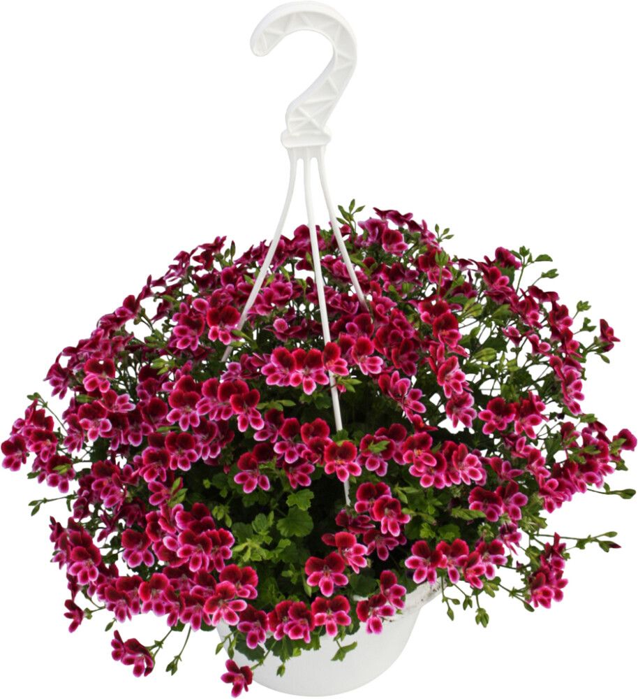 Enkelinsilmäpelargoni amppeli Kotimainen P23