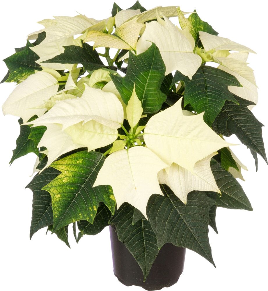 Joulutähti M monilatvainen valkoinen