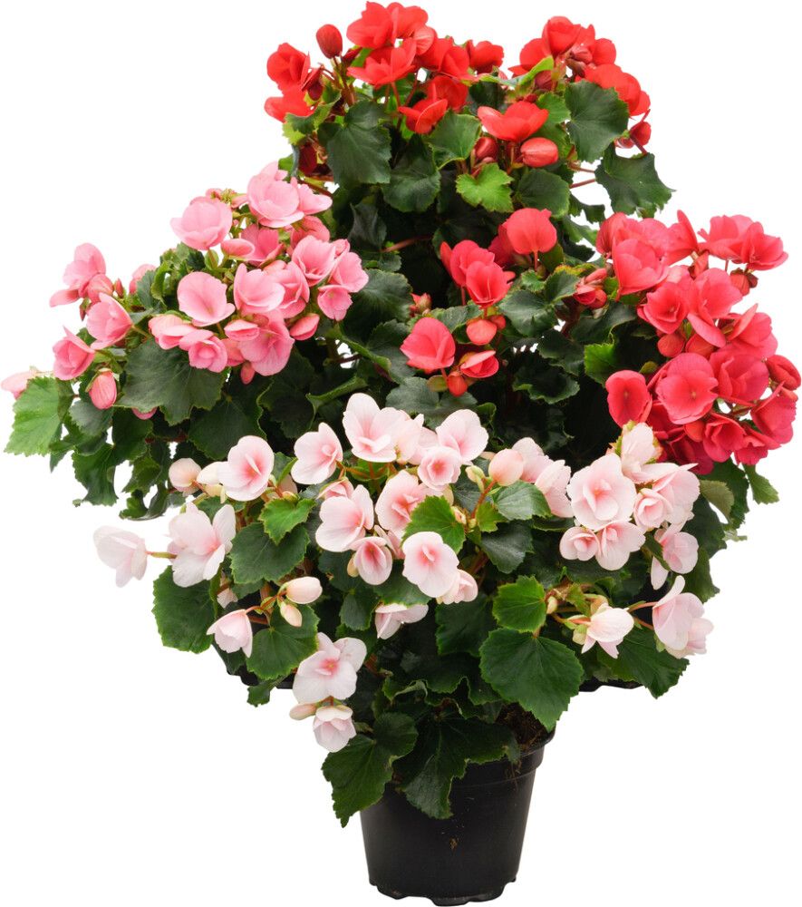 Begonia Kotimainen P12