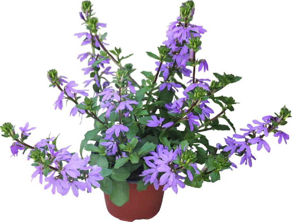 Siniviuhka Scaevola Kotimainen P12