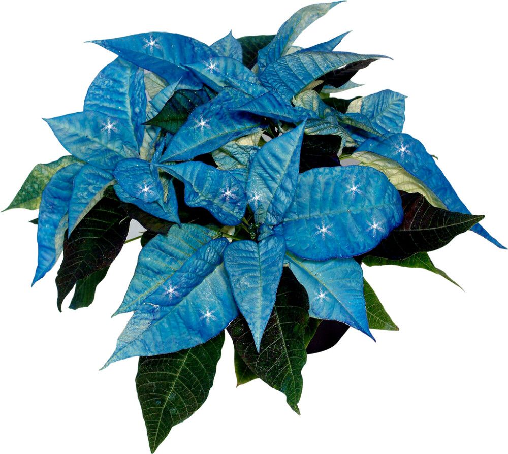 Joulutähti eco-glitterillä Kotimainen