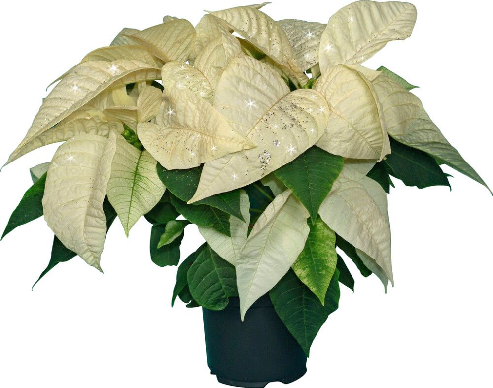 Joulutähti eco-glitterillä Kotimainen