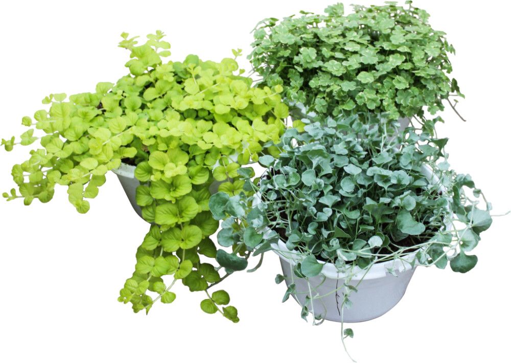 Viheramppeli Kotimainen P23