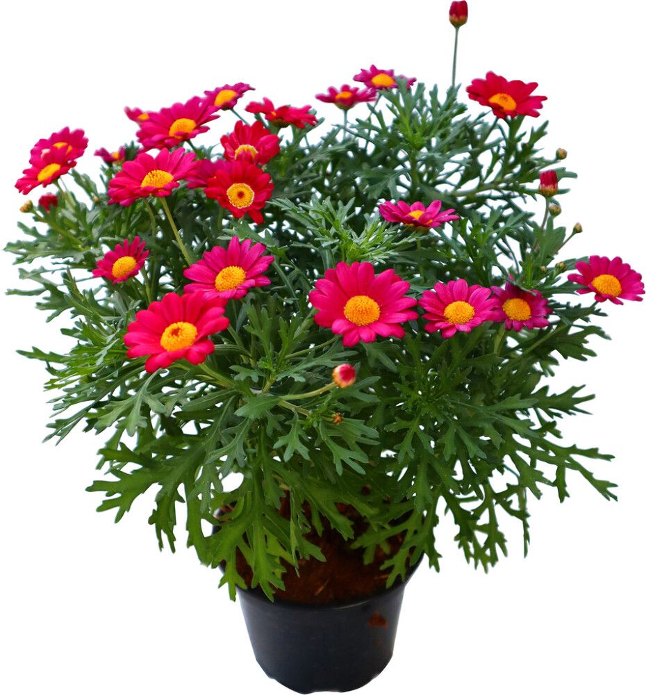 Marketta Argyranthemum punainen Kotimainen P12