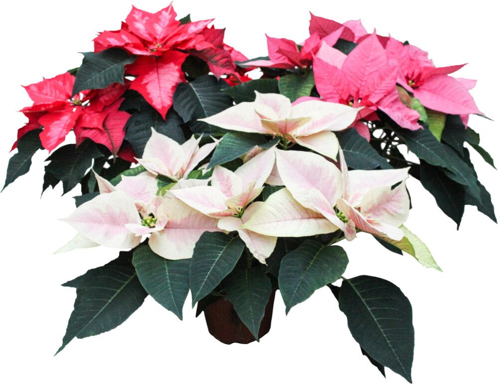 Joulutähti monilatvainen XL värimix