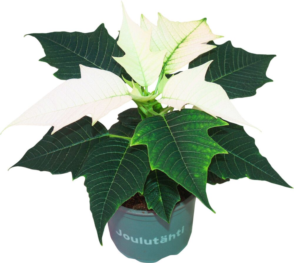 Joulutähti yksilatvainen valkoinen P10