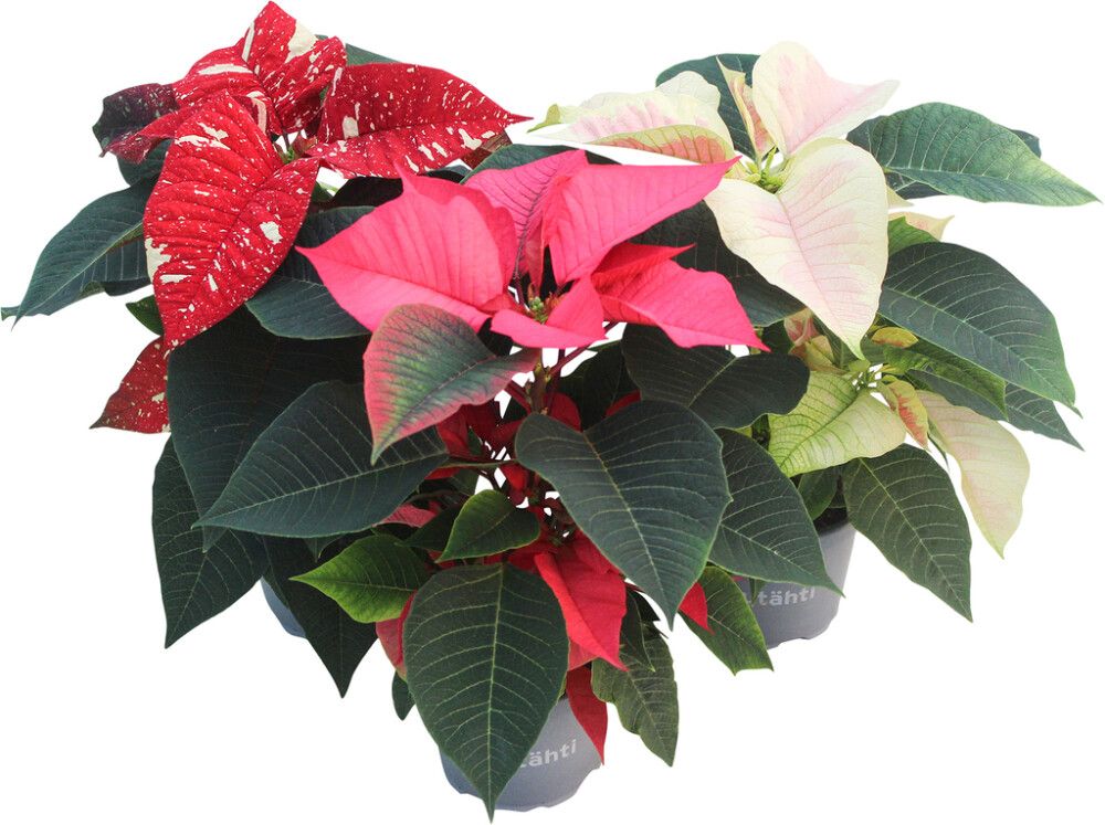 Joulutähti 1-extra värimix P11