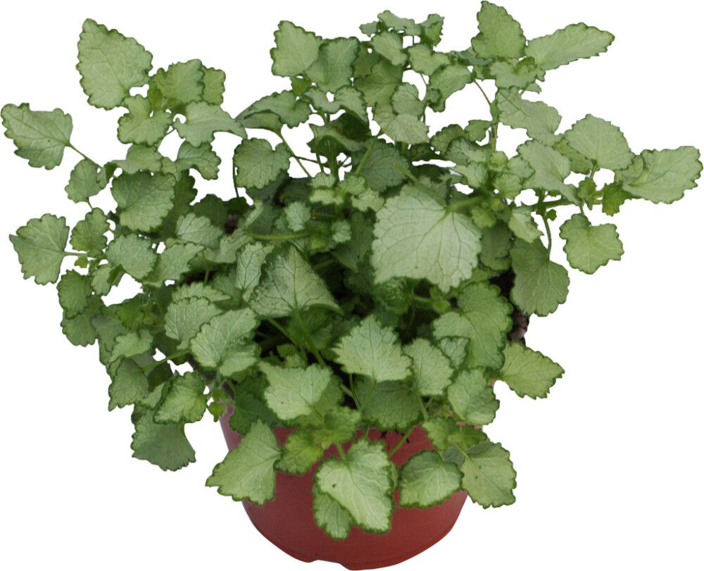 Peippi Lamiastrum Maculatum P10