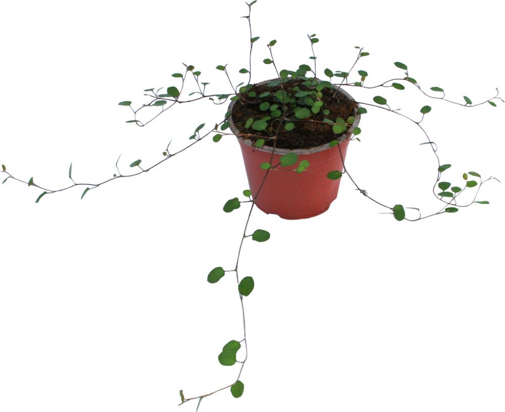 Lankaköynnös Muehlenbeckia P10