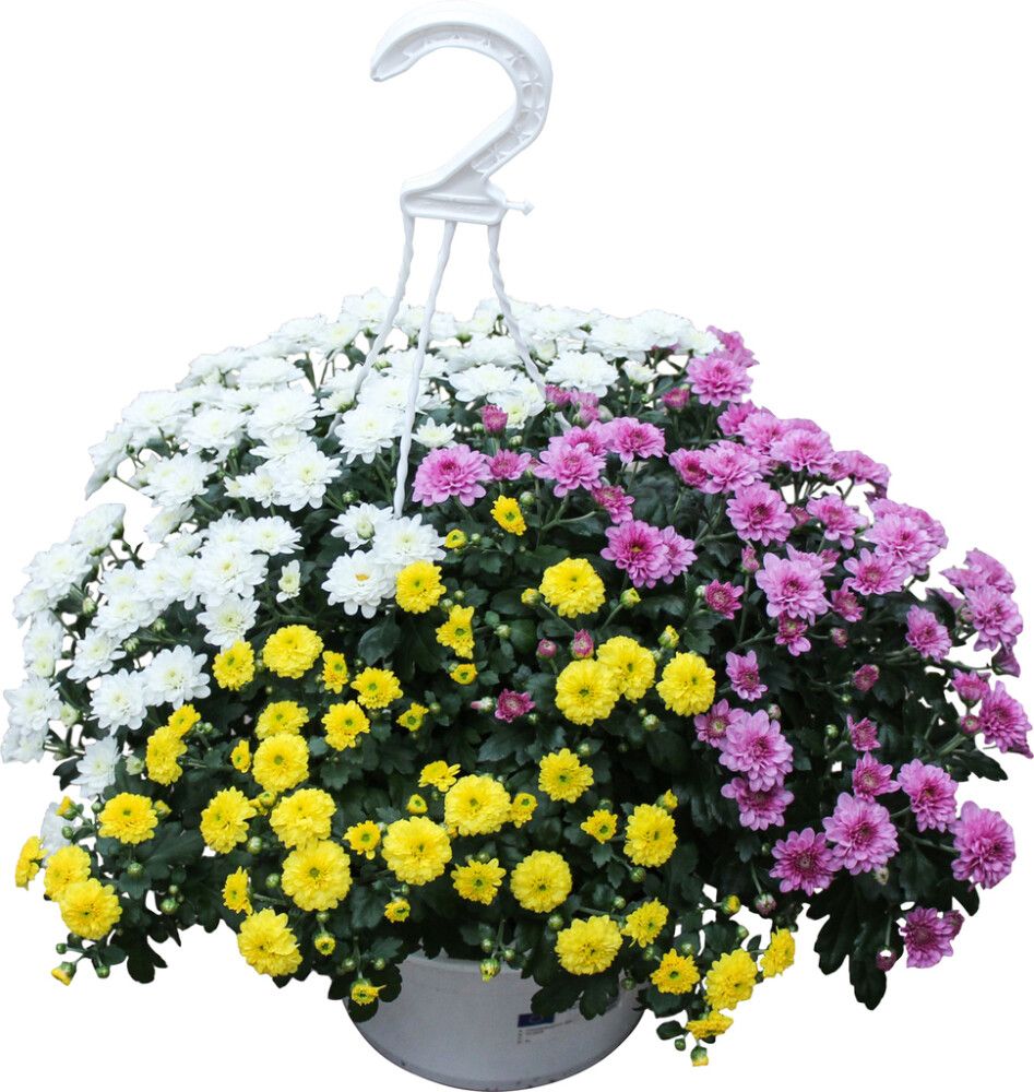 Amppelikrysanteemi kolmivärinen P20 Kotimainen