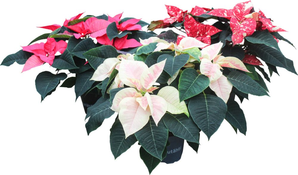 Joulutähti M monilatvainen värimix