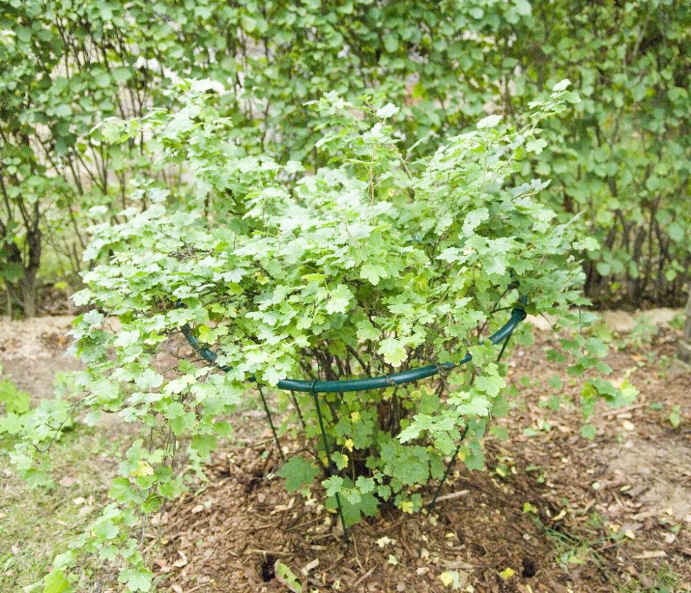 Pensastuki pyöreä 92 x 92 cm