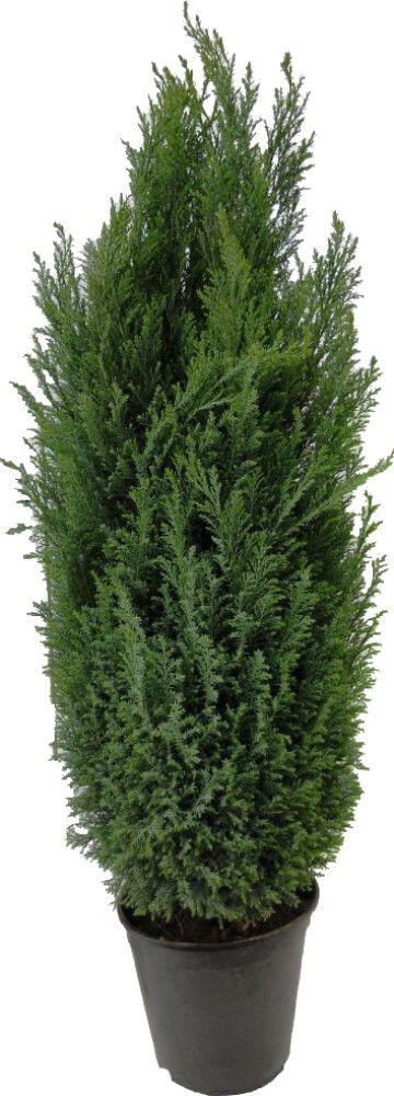 Sypressi Chamaecyparis Lawsoniana