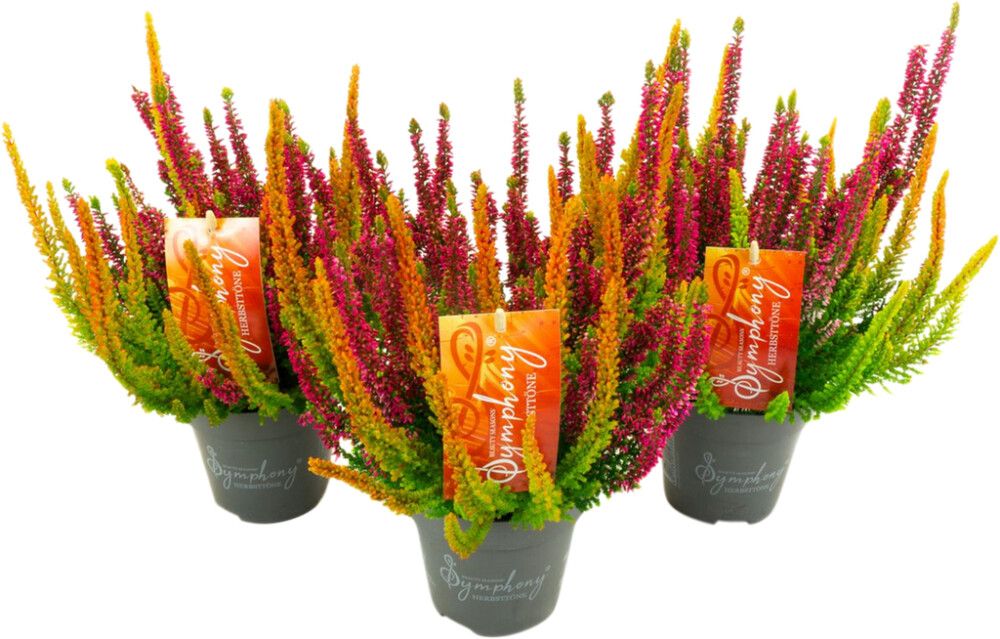 Kanerva Calluna Symphonie Mix P13