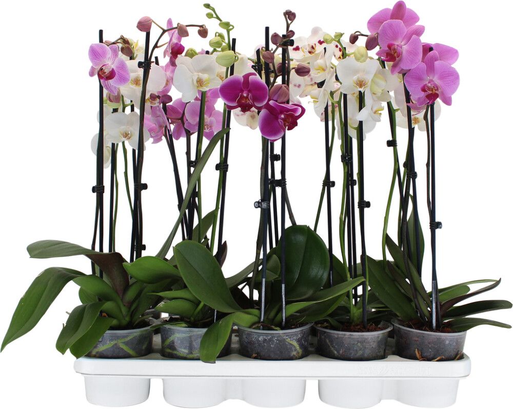Perhoskämmekkä Phalaenopsis Mix 2-vanainen P12